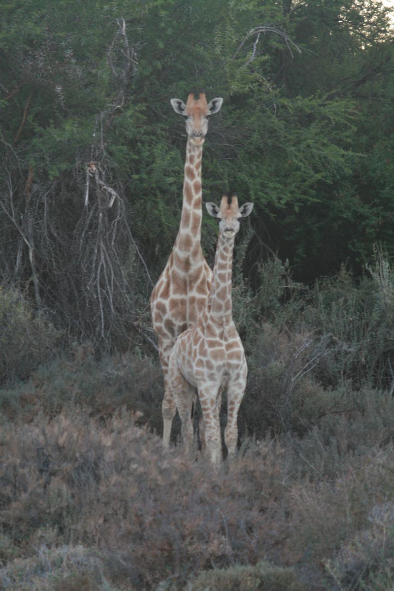 Rietfontein Game Farm Hunting